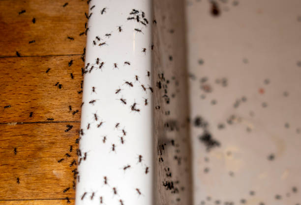 Flea Control Services in Fort Plain, NY